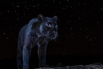 與燦爛星空融為一體　百年難見「黑豹」現身！　優雅漫步如夜間王者